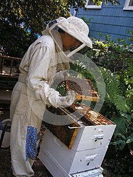 Beekeeper Checking Hive