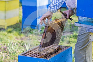 Beekeeper checking hive