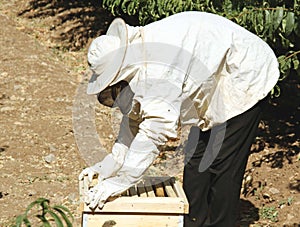 Beekeeper checking hive