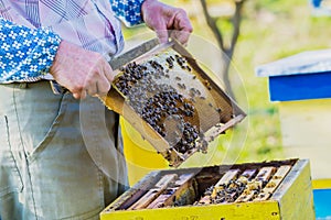 Beekeeper checking hive