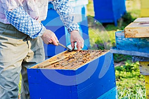 Beekeeper checking hive