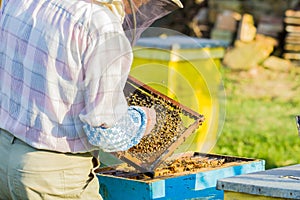 Beekeeper checking hive photo