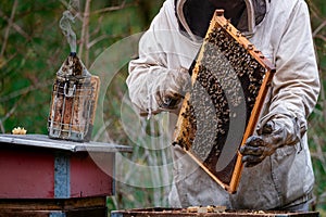 Beekeeper checking honey on the beehive frame in the forest