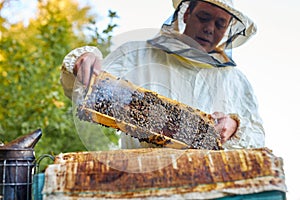 Beekeeper checking honey bees in a beehive on honeycomb