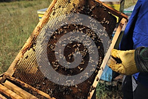 Beekeeper checking the honey produced by bees in the woods