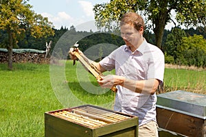 Beekeeper checking a honeycomb