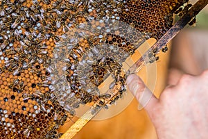 The beekeeper checking the honeycomb