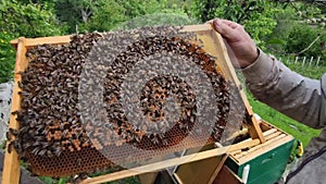Beekeeper checking the honeycomb covered with bees for honey near hive,honeybee life,ecological hobby,honey producing