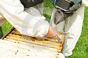Apicoltore controlli un Miele cornici da api. apicoltura sul apiario. selettivo concentrarsi 
