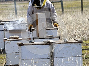 Beekeeper checks a hive.
