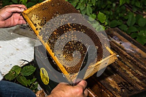 Beekeeper checks honeycomb