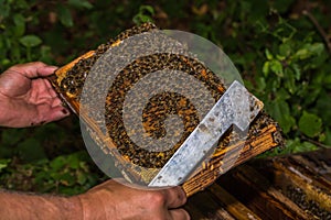 Beekeeper checks honeycomb removed from the hive