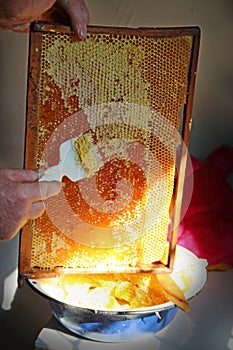 Beekeeper collecting honey from honeycombs. Close up view of the honey cells