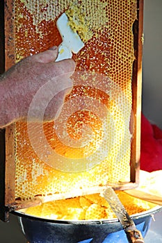 Beekeeper collecting honey from honeycombs. Close up view of the honey cells