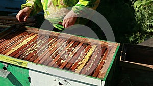 Beekeeper collects honey