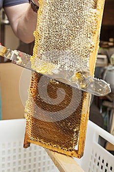 Beekeeper collects the honey. Close-up Beekeeper uncapping honeycomb.