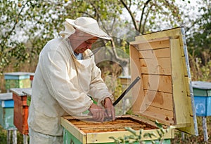 Beekeeper collects propolis. Apiarist is working in his apiary.