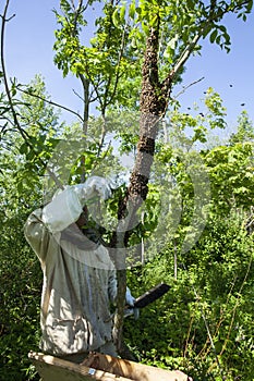 A beekeeper collects a swarm of bees that has escaped from a hive. photo