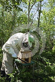 A beekeeper collects a swarm of bees that has escaped from a hive. photo
