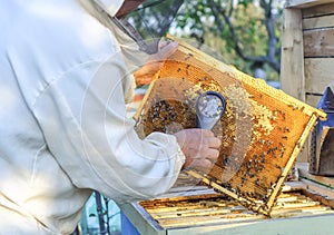 Beekeeper consider bees in honeycombs with a magnifying glass