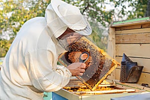 Beekeeper consider bees in honeycombs with a magnifying glass