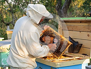 Beekeeper consider bees in honeycombs with a magnifying glass