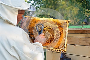 Beekeeper consider bees in honeycombs with a magnifying glass. Apiculture.