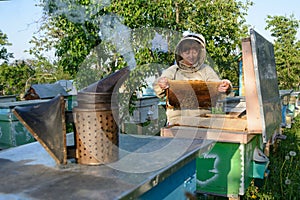 Beekeeper controlling beehive and comb frame. Apiculture.