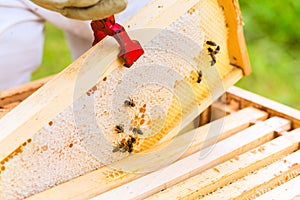 Beekeeper controlling beeyard