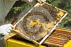 Beekeeper controlling beeyard and bees