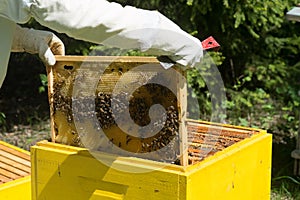 Beekeeper controlling beeyard and bees