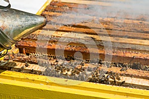 Beekeeper controlling beeyard and bees