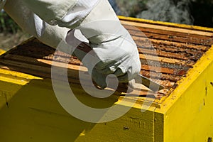 Beekeeper controlling beeyard and bees