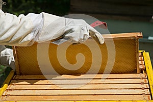 Beekeeper controlling beeyard and bees