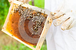 Beekeeper controlling beeyard