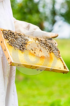 Beekeeper controlling beeyard and bees