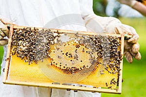 Beekeeper controlling beeyard and bees