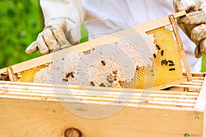Beekeeper controlling beeyard and bees