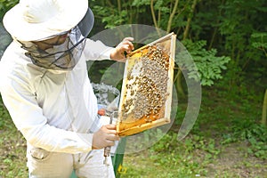 Beekeeper controlling beeyard and bees outdoor