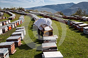 The beekeeper controls the bees