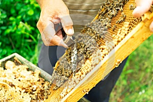 The beekeeper cuts sponk brood frame.