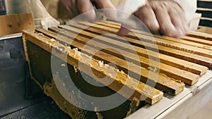 A beekeeper cuts wax from a frame close-up. Honey production concept