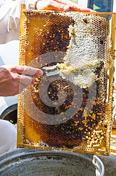 Beekeeper cuts wax off