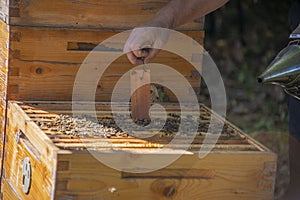 Beekeeper doing bee treatment against a varroa mite, Varroa destructor