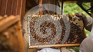 Beekeeper doing a hive inspection, checking bees and comb