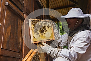 Beekeeper doing a hive inspection, checking bees and comb