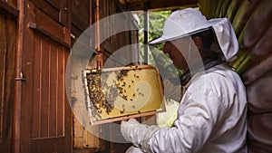Beekeeper doing a hive inspection, checking bees and comb