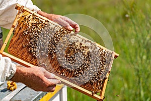 The beekeeper examines the frames with honey. Beekeeper holding frame of honeycomb with working bees outdoor.