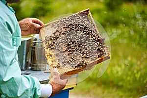 Beekeeper extracting the honey