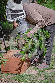 Beekeeper extracting transferring wild honey bees from a tree branch